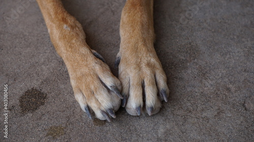 the paws of a dog in Mindelo, on the island Sao Vicente, Cabo Verde photo