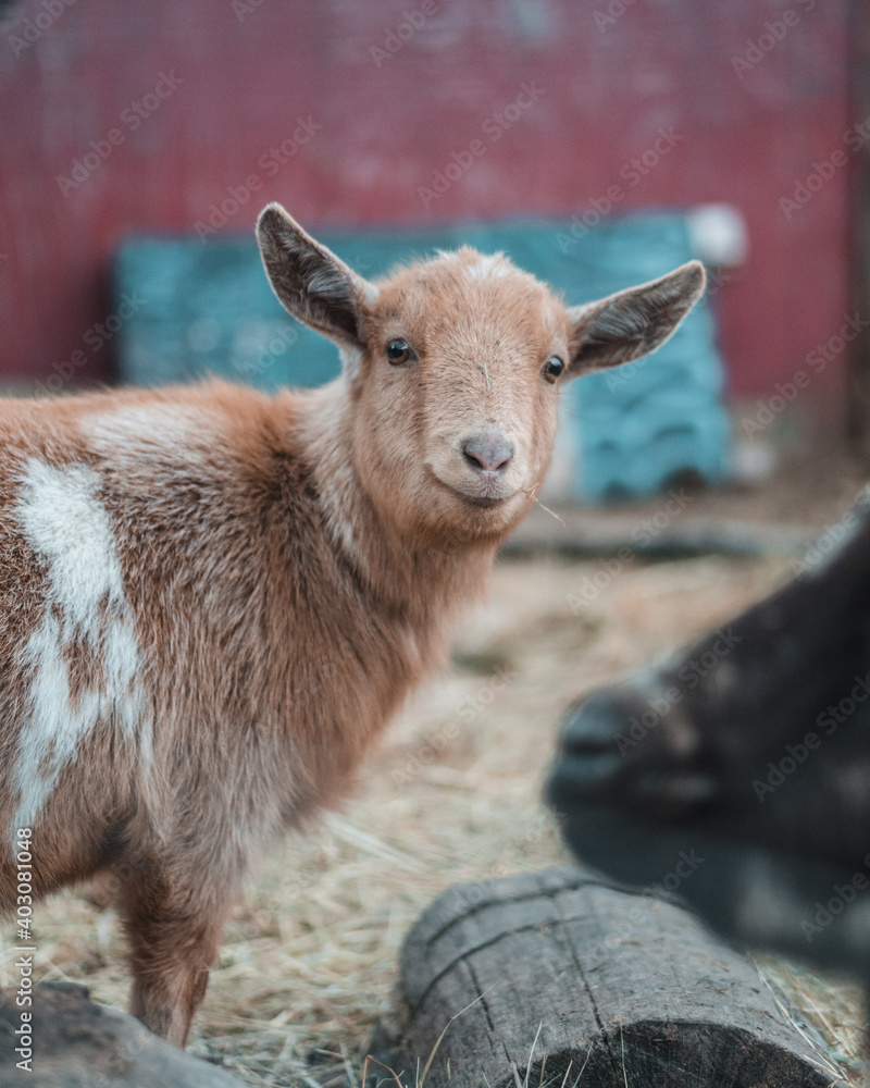 Fototapeta premium Goat