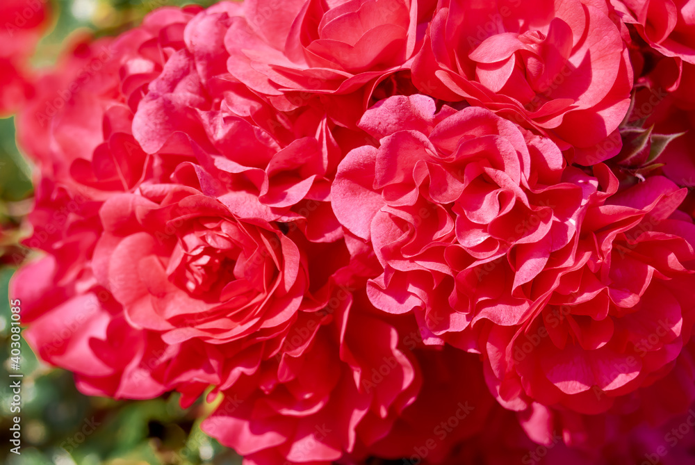 Fototapeta premium Garden Rose (Rosa hybrida) in garden