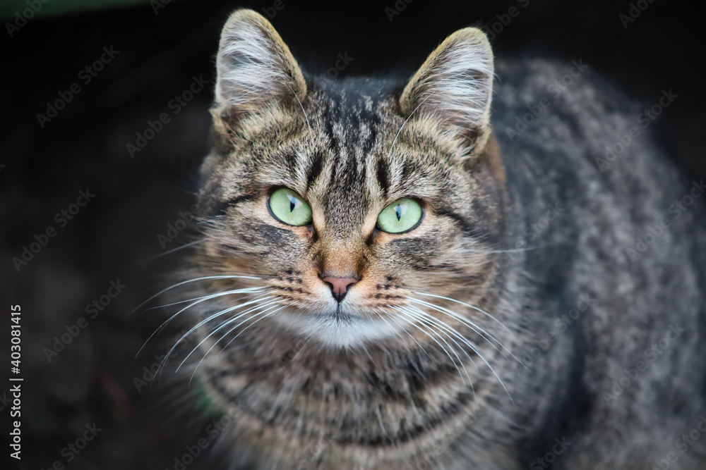 a gray domestic cat with a white mustache and green eyes looks at the camera