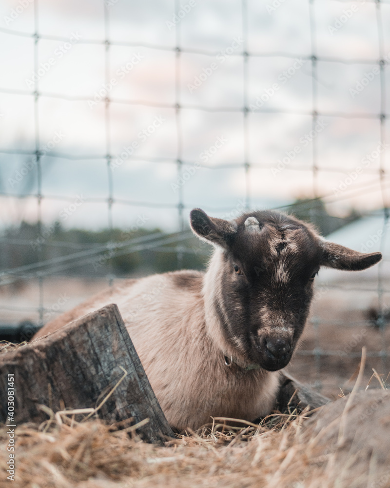 Fototapeta premium Goat