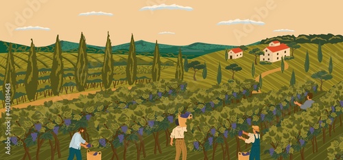 Vineyard landscape with grape tree field and winery villa on background. Hand draw vector illustration poster. The harvesting of wine grapes. People work on a winery field