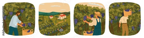 The harvesting of wine grapes. People work on a winery field. Hand draw vector illustration poster. Vineyard landscape with grape tree field and winery villa on background