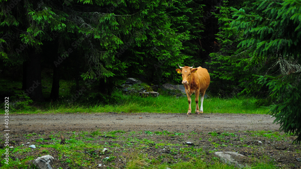 Cow feeding on an alpine grassland surrounded by fir trees. Traditional