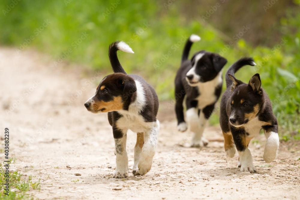 adorable pack of young border collie puppies playing on a dirt path surrounded by green grass in the summer adorable pack of young border collie puppies playing on a dirt path surrounded by green grass in the summer
