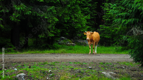 Картината върху платно Cow feeding on an alpine grassland surrounded by fir trees