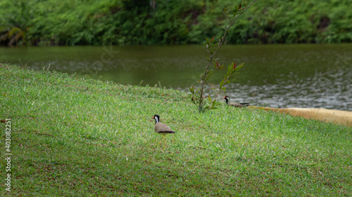 Red Wattled Lapwing bird on the lakeshore, protecting eggs on the ground.