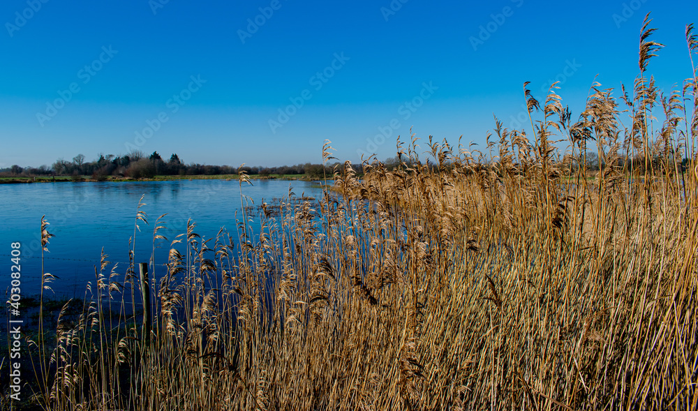 Obraz premium January 2021, winter is here, the blue marshes are frozen, the common reeds have taken on their winter colors on a superb day, not far from Challans,Vendée, France.