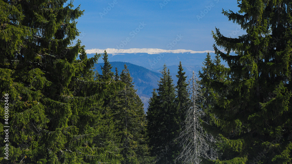 Fagaras Mountains seen through the spruce forests of Capatanii Mountains. Winter season, Carpathia, Romania. Fagaras Mountains seen through the spruce forests of Capatanii Mountains. Winter season, Carpathia, Romania.
