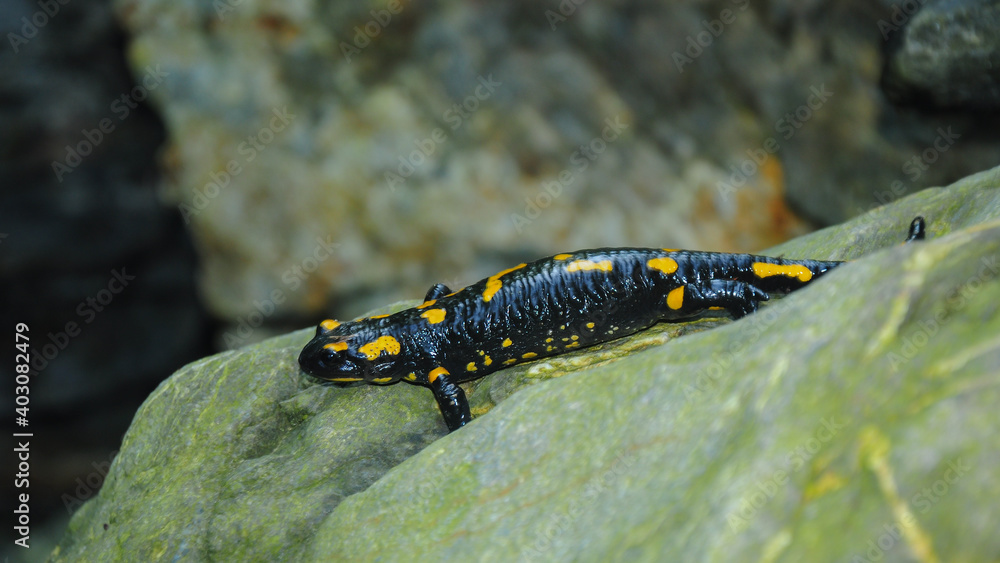 A fire salamander walking on a big boulder. Carpathia, Romania. A fire salamander walking on a big boulder. Carpathia, Romania.