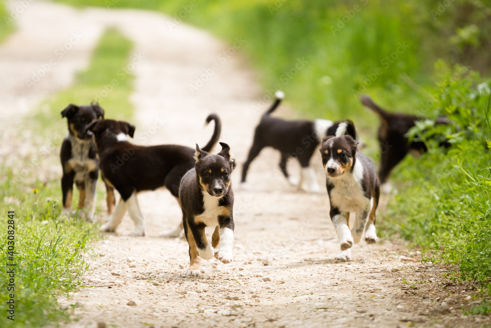 adorable pack of young border collie puppies playing on a dirt path surrounded by green grass in the summer