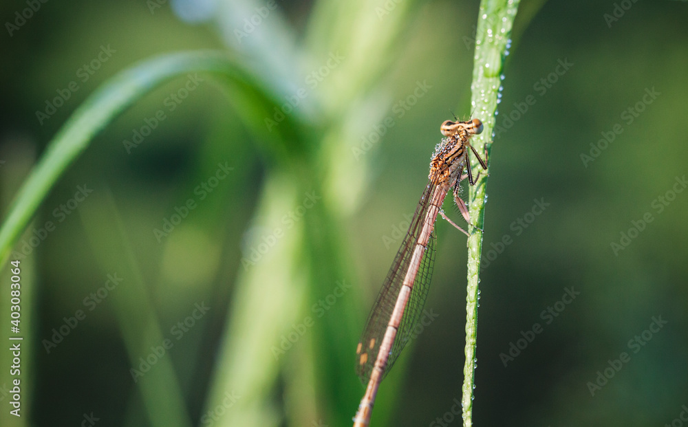dragonfly on grass dragonfly on grass