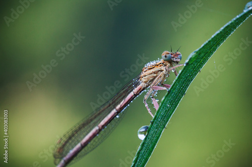 close up of a dragonfly © Sieku Photo