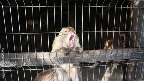 
Japanese snow monkey Magot in a zoo cage