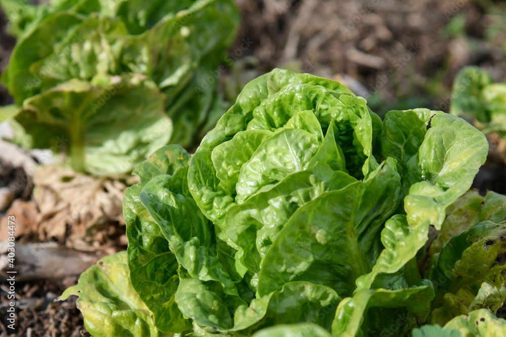 Closeup of a lettuce plant of the bud variety Closeup of a lettuce plant of the bud variety