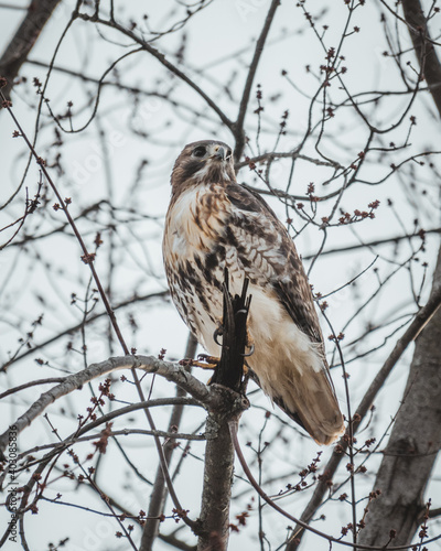 Redtailed Hawk