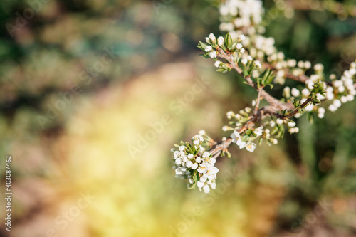 Spring greens. Branch of a tree with young leaves and flowers. selective focus