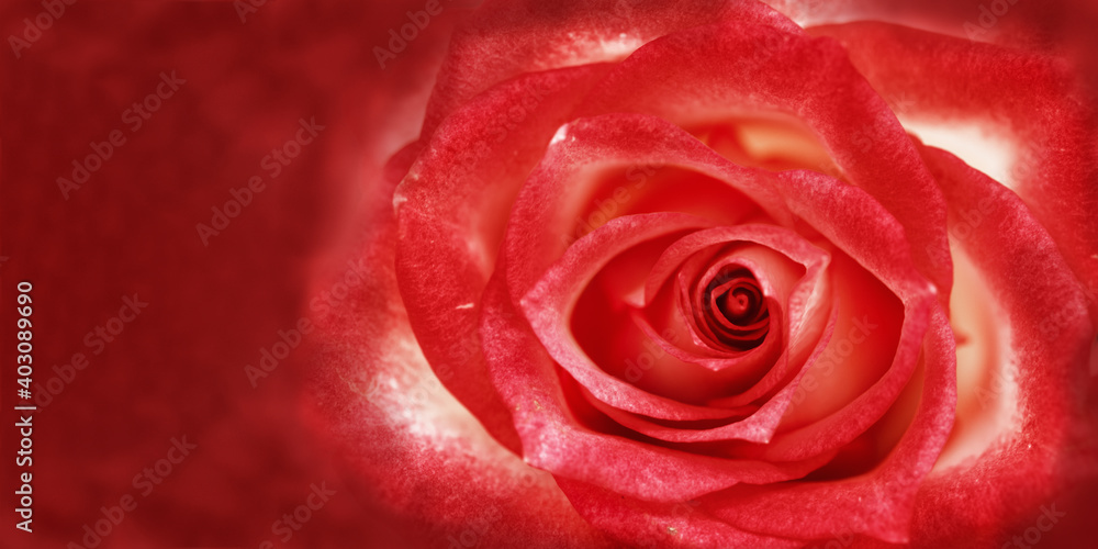 Summer blossoming delicate petals of roses, pink red blooming rose flower as natural background, soft floral card. Summer blossoming delicate petals of roses, pink red blooming rose flower as natural background, soft floral card.