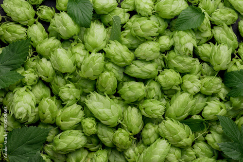 Green ripe hop cones and leaves for brewery and bakery background pattern.