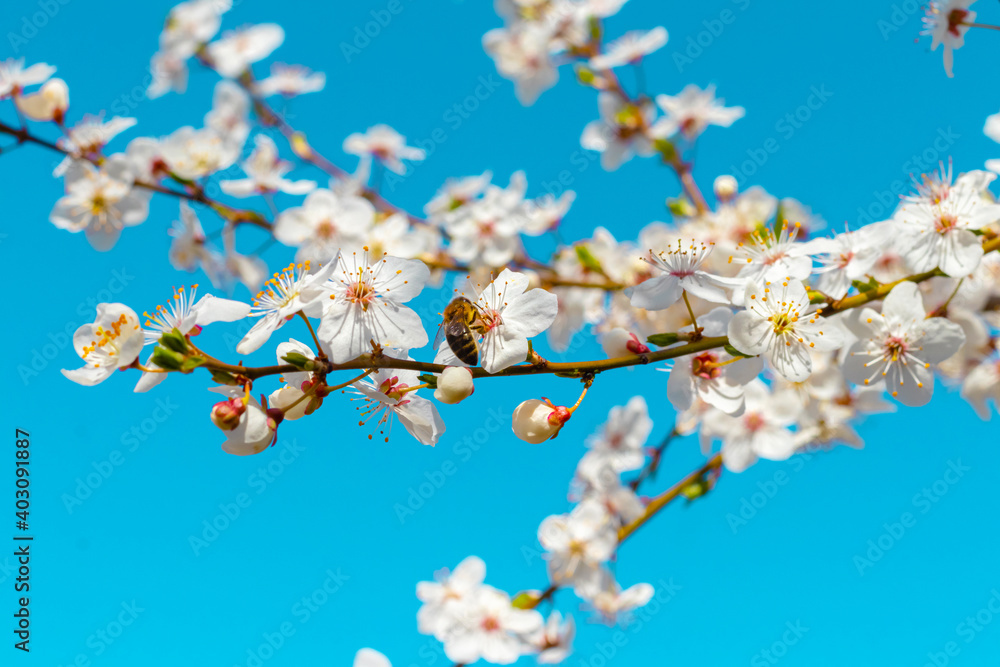 Blooming tree branch, cherry plum blossoms on a background of blue sky Blooming tree branch, cherry plum blossoms on a background of blue sky