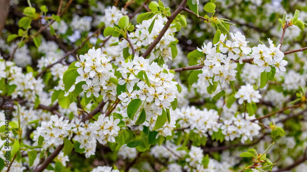 Blooming tree, spring background with pear flowers Blooming tree, spring background with pear flowers
