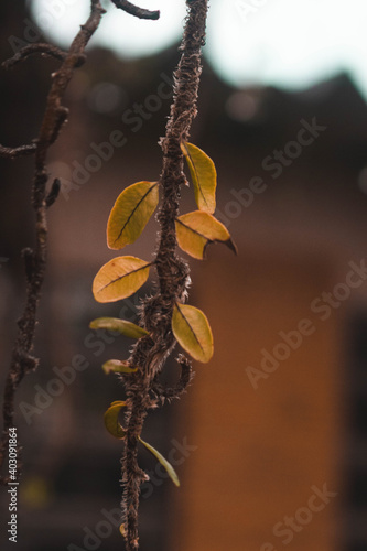 
tree leaves