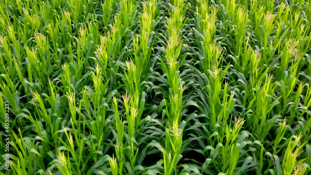Aerial view of a cornfield in Thailand, Fresh organic cornfield, a green cornfield in the agricultural garden, light shines sunset. Aerial view of a cornfield in Thailand, Fresh organic cornfield, a green cornfield in the agricultural garden, light shines sunset.