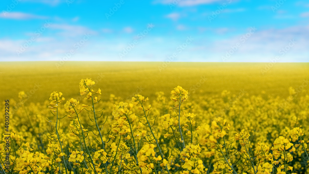 Obraz premium Spring view with yellow rapeseed flowers and blue sky