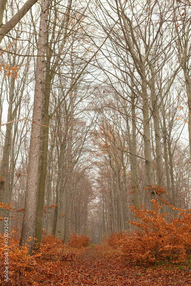 Beautiful forest trail at the end of autumn season with fallen red leaves, bare tress and fog.
