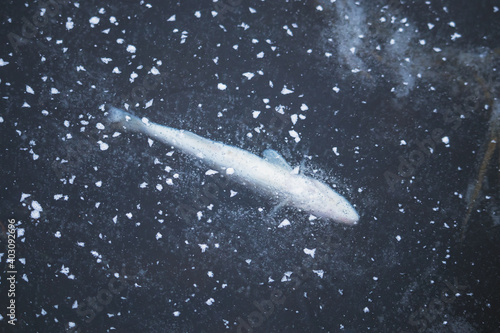 dead fish frozen in ice, in a frozen pond, belly up