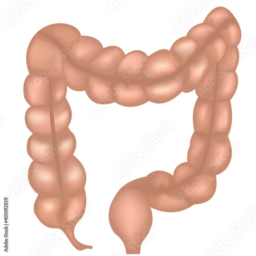 Large intestine anatomy colorful mesh drawing on a white background