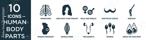 filled human body parts icon set. contain flat human ribs, long wavy hair variant, male and female gender, mustache curled tip variant, kneecap, woman pregnant, muscle fiber, two kidneys, sperms,.