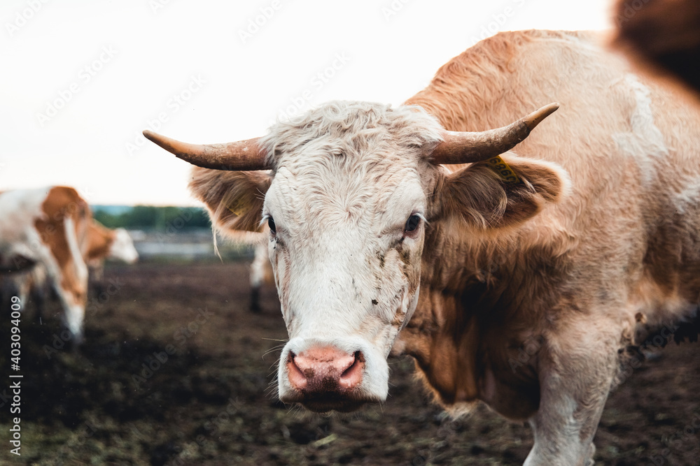 Cows on the form. Milk, meat production. Household animals. Cows on the form. Milk, meat production. Household animals.
