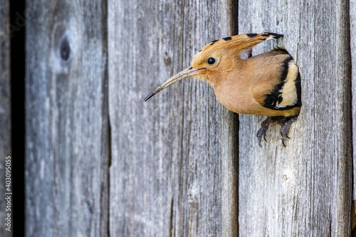 Wiedehopf (Upupa epops) photo