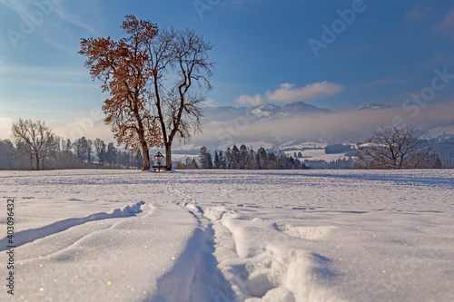 Allgäu - Winter - Baum - Sonthofen - Schnee - Binse photo