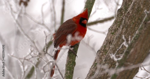 male cardinal sits on a branch on a frosty morning