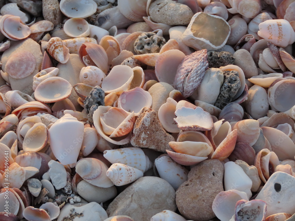 Beautiful multicolored seashells and stones close-up on the Mediterranean coast in winter in Haifa in Israel.