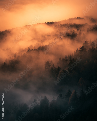 foggy forest during autumn in austria