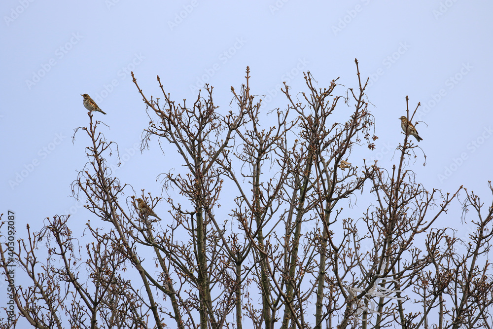 Three song thrush birds (Turdus philomelos) perched on bare branches of tree during winter with winter sky background Three song thrush birds (Turdus philomelos) perched on bare branches of tree during winter with winter sky background