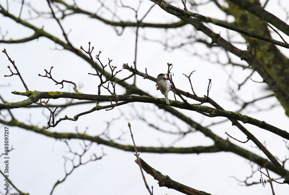 Blackcap bird (Sylvia atricapilla) feeds whilst perched on branch of sycamore tree during winter season. Lichen grows on bare branches Blackcap bird (Sylvia atricapilla) feeds whilst perched on branch of sycamore tree during winter season. Lichen grows on bare branches