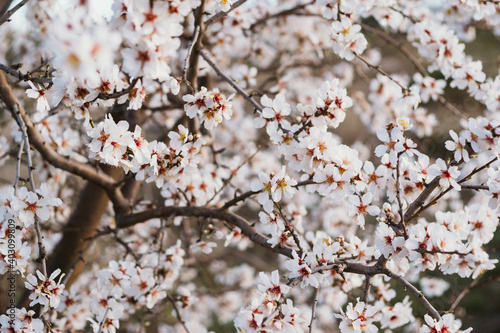 Flores y ramas de árbol de cerezo con fodo difuminado