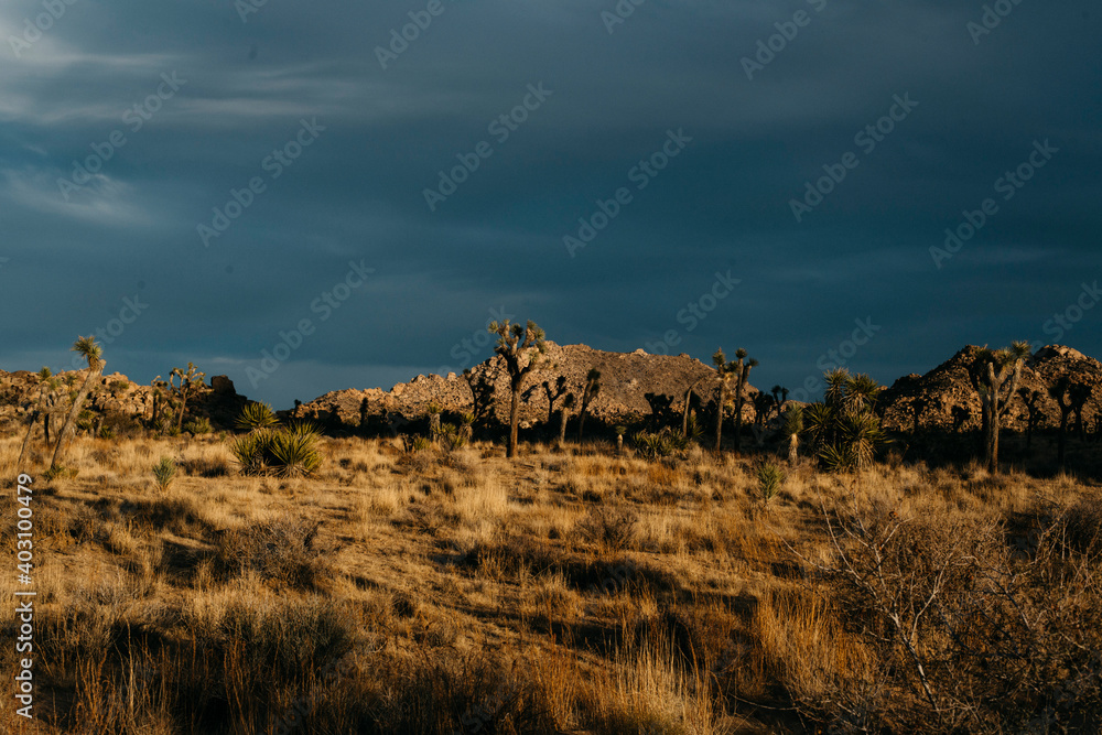 Naklejka premium Joshua Tree, California
