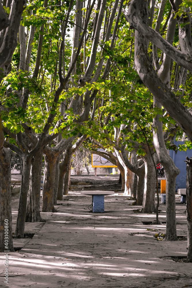 Obraz premium alley in the park