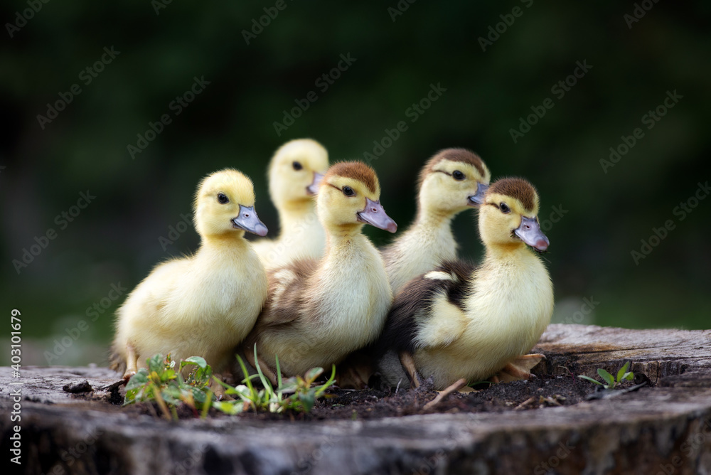group of ducklings posing outdoors together