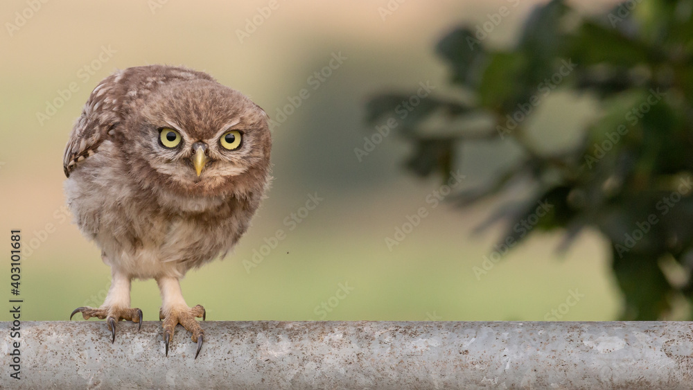 Fototapeta premium Little owl crouching on metal gate
