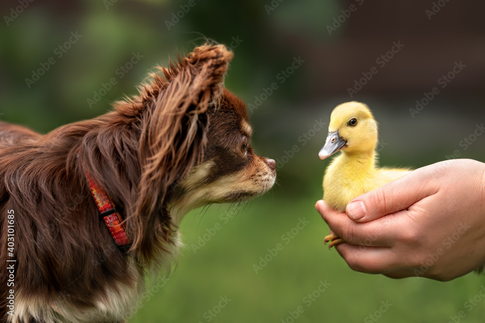 funny chihuahua dog meeting a yellow duckling outdoors