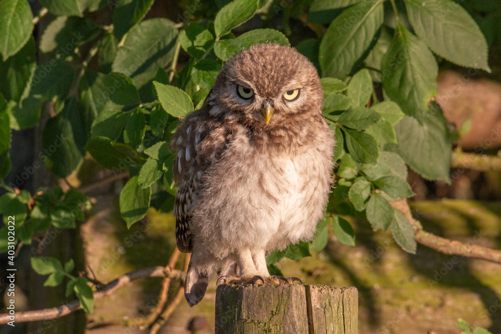 Young little owl sitting on post looking straight ahead Young little owl sitting on post looking straight ahead