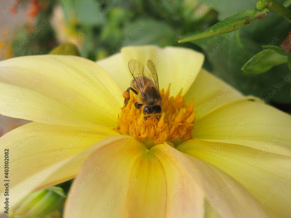 bee on yellow flower bee on yellow flower