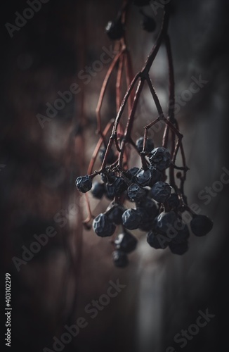 Dried berries of wild grape