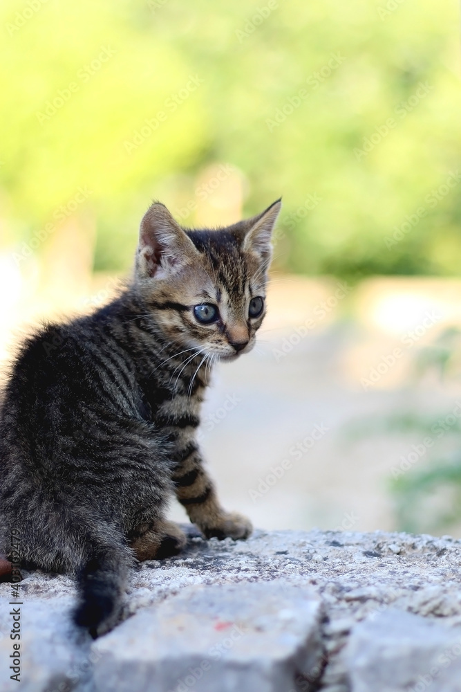 Brown tabby kitten playing in the garden. Selective focus.